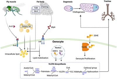 Roles of Insect Oenocytes in Physiology and Their Relevance to Human Metabolic Diseases